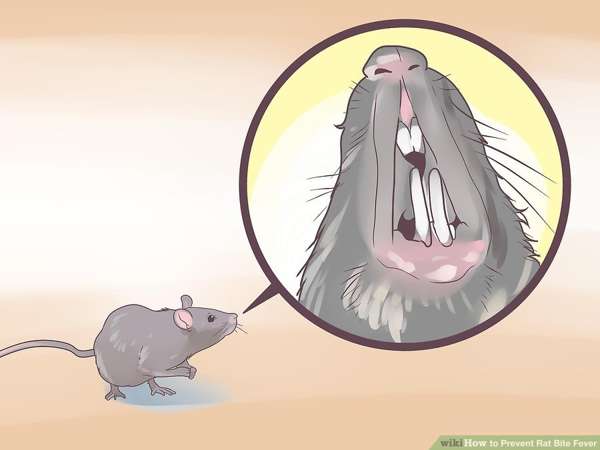 Bị chuột cắn là điềm báo tốt hay xấu?