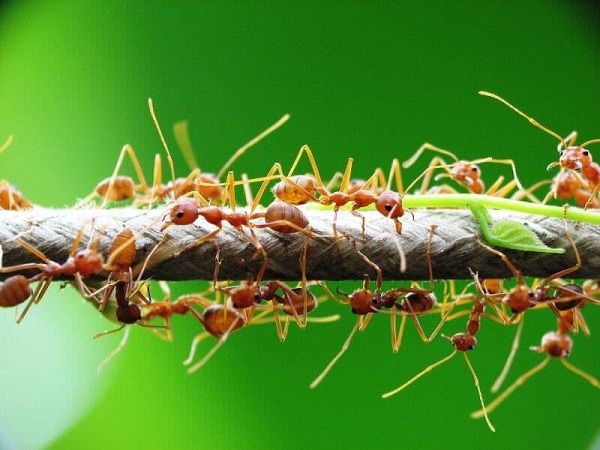 Giải mã hiện tượng nằm mơ thấy kiến lửa là điềm gì?