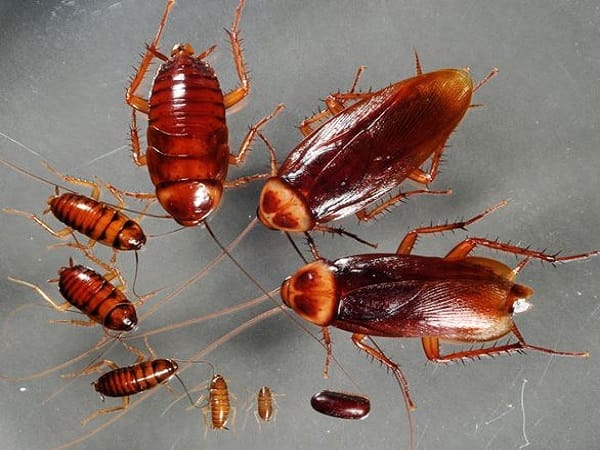 Nằm mơ thấy nhiều gián là điềm tốt hay xấu?