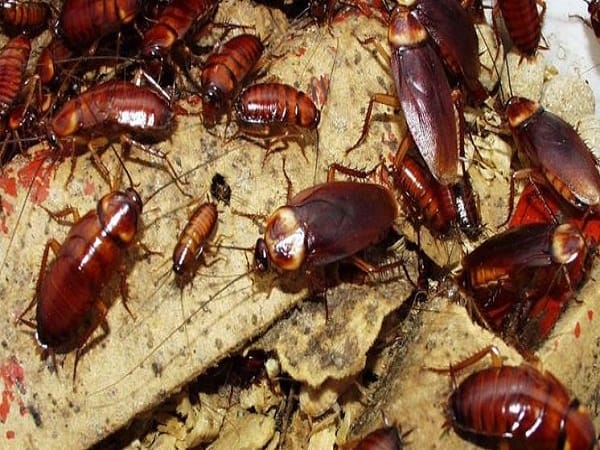 Giải mã chi tiết các giấc mơ thấy nhiều gián