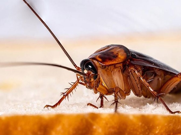 Nằm mơ thấy gián là điềm gì tốt xấu và số gì phát lộc