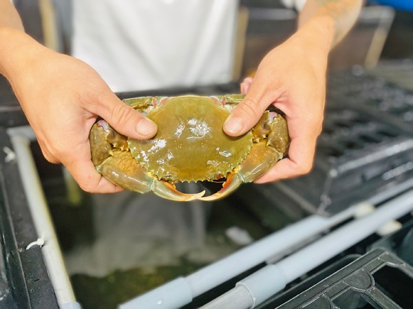 Nằm mơ thấy bắt cua có điềm báo gì có số gì tài lộc