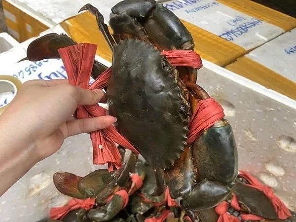 Nằm mơ thấy bắt cua có điềm báo gì có số gì tài lộc