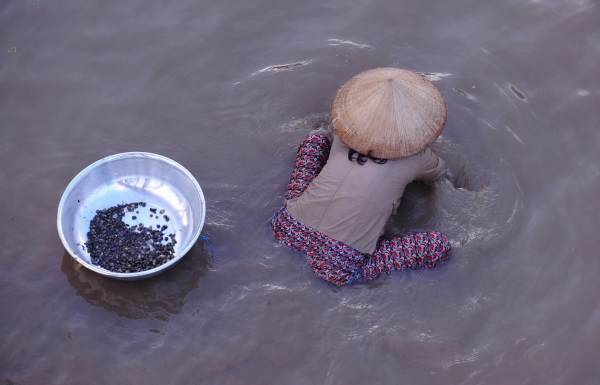 Mơ thấy đi bắt ốc Mơ thấy đi bắt ốc